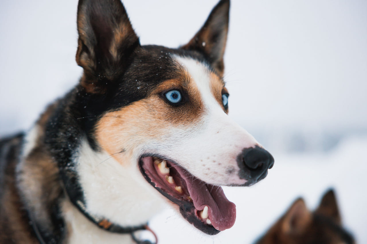 Self-Driving Husky Tour 7-kilometers 3