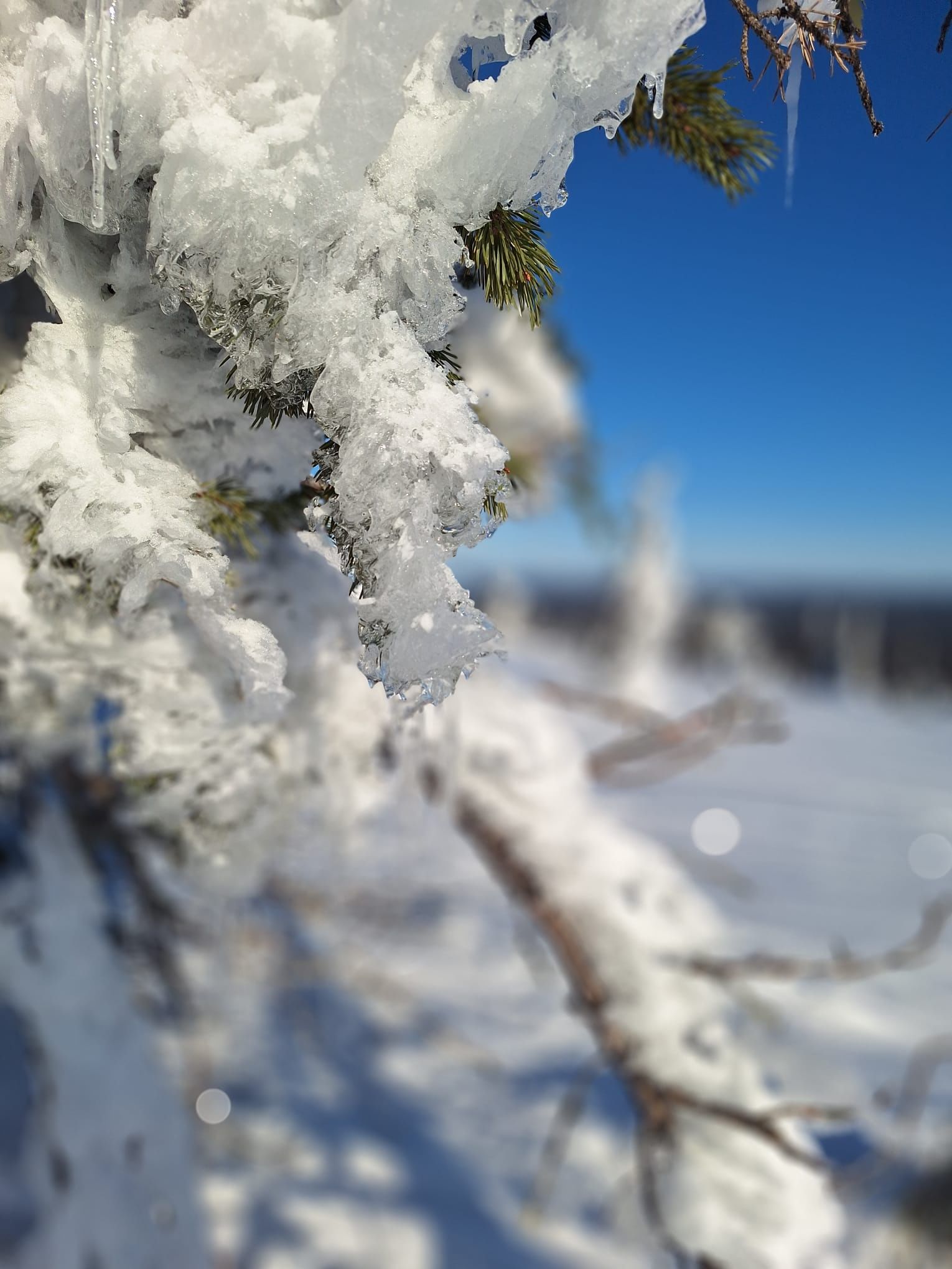 Close-up of a snowy pine branch covered in frost, with a blurred snowy landscape and clear blue sky in the background – capturing the delica