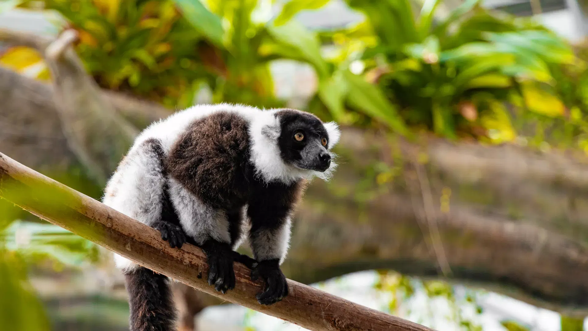 A black-and-white ruffed lemur sitting on a branch surrounded by tropical foliage at The Green Planet Dubai