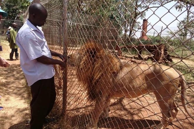 Animal Orphanage