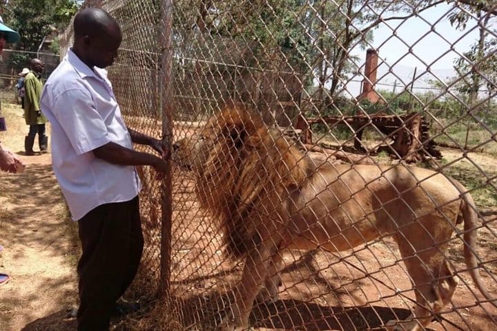 Animal Orphanage