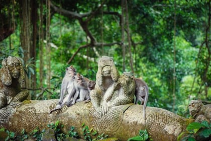Ubud: Waterfall, Rice Terraces, and Monkey Forest Private Tour