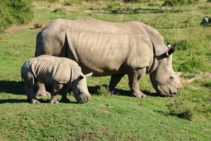 2 Days Pilanesberg National Park Luxury Safari