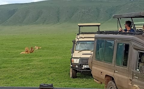 Ngorongoro Crater Wildlife Safari Day Trip from Arusha