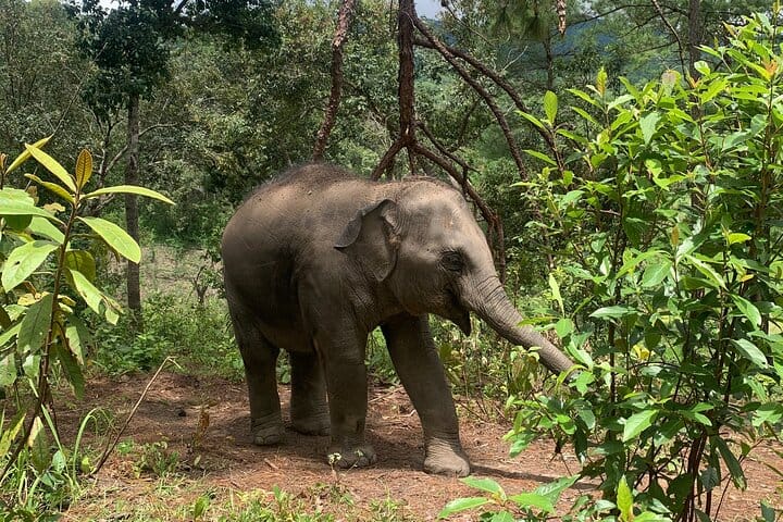 Care Pride Elephants: Full-Day Tour Experience