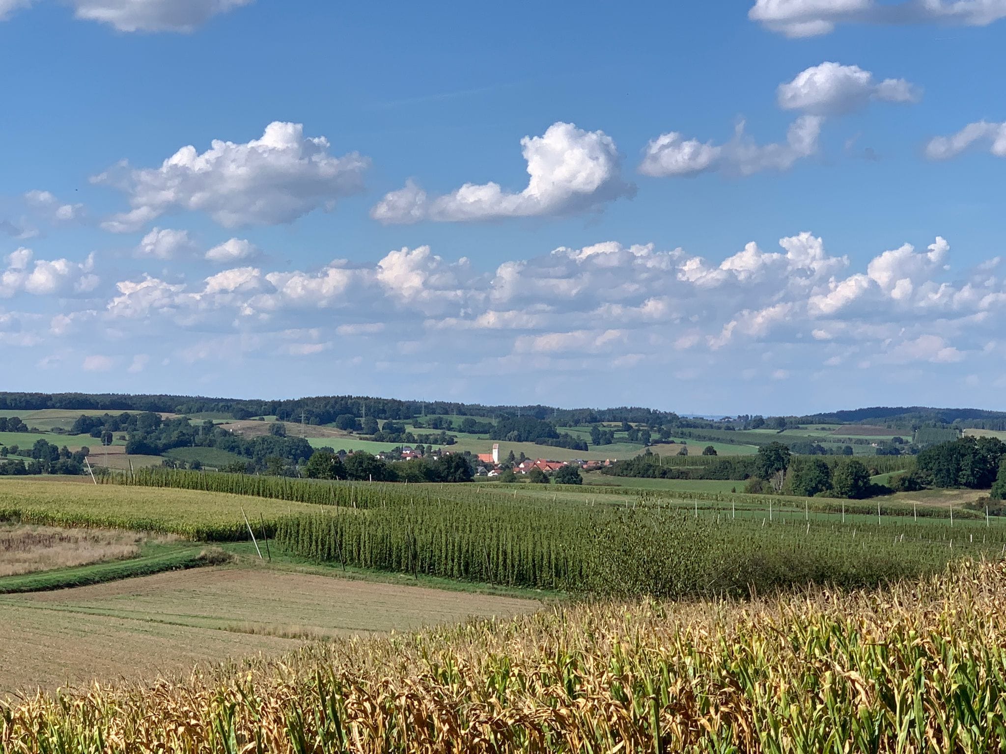 Landschaft Hopfenland Hallertau