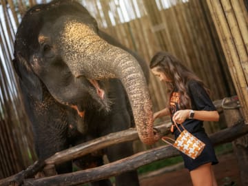 Elephant Feeding Experience at Jungle Sanctuary in Kathu