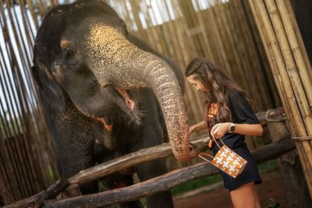 Phuket: Feed Me Experience