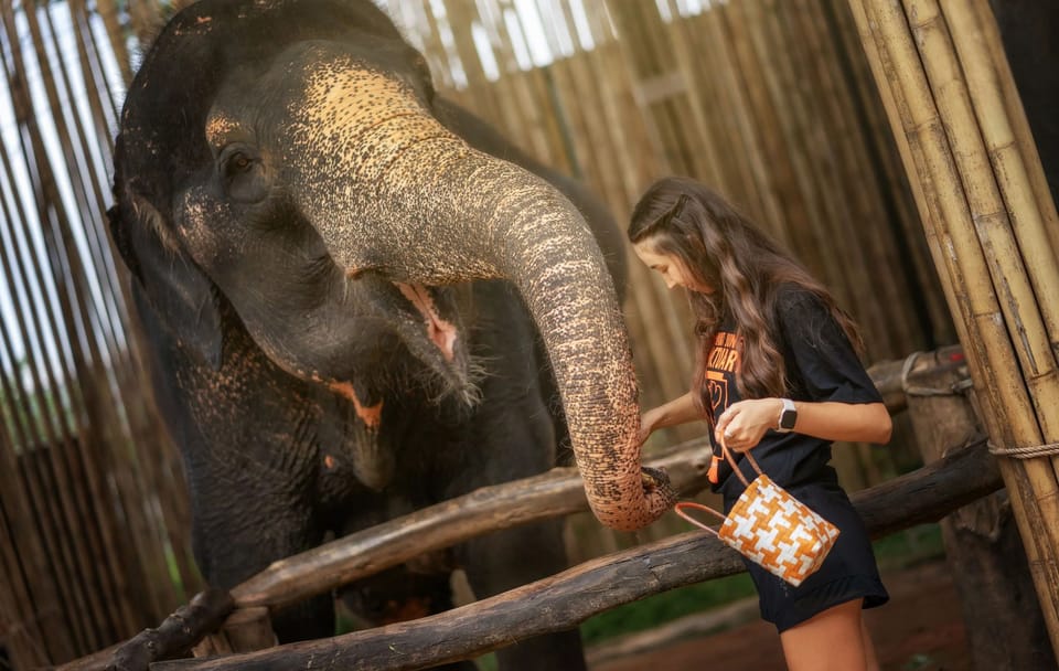 Elephant Feeding Experience at Jungle Sanctuary in Kathu