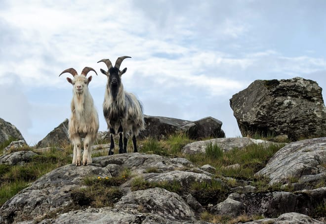Explore Connemara National Park. Galway, Self-Guided. 6