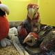 Visit the animals shelter in the middle of Iguazus jungle