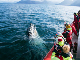 Express Whale Watching From Dalvík, photo 8