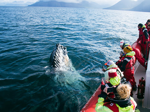 Express Whale Watching From Dalvík, photo 8
