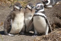Penguin Colony