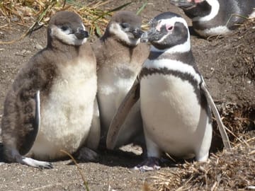 Penguin Colony