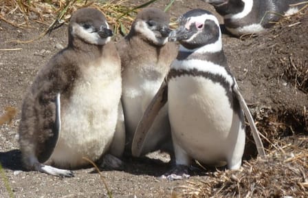 Tierra del Fuego Eco-Adventure: Canoeing and Penguin Colony Tour