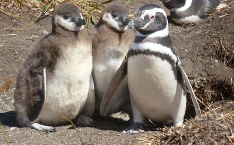 Tierra del Fuego Eco-Adventure: Canoeing and Penguin Colony Tour