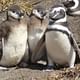 Penguin Colony