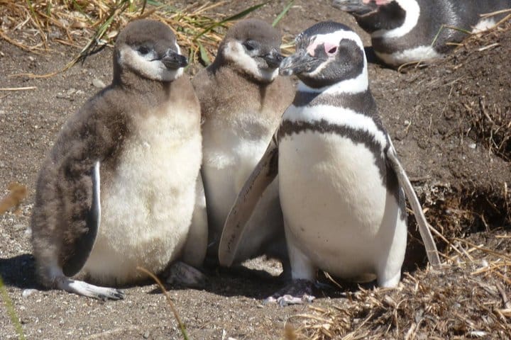 Penguin Colony