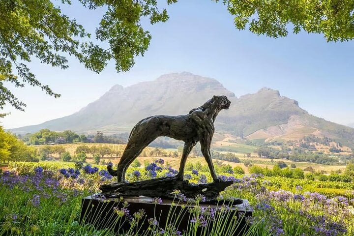 Bella Private Tours: Private Stellenbosch & Franschhoek Winelands Day from Cape Town — Stellenbosch