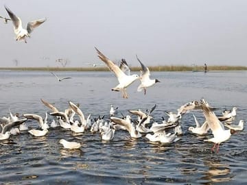Nal Sarovar Bird Sanctuary and Lothal Tour from Ahmedabad