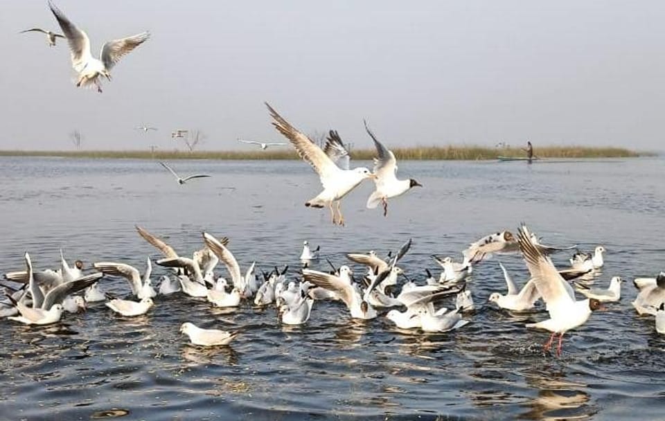 Nal Sarovar Bird Sanctuary and Lothal Tour from Ahmedabad