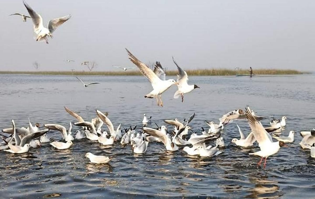 Nal Sarovar Bird Sanctuary & Lothal Day Tour from Ahmedabad