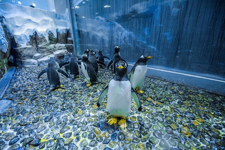 Dubai Aquarium with Various Animal Encounter and Access Options