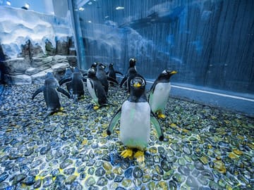 Dubai Aquarium & Underwater Zoo