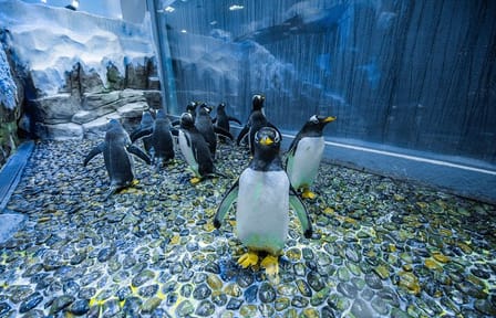Dubai Aquarium with Various Animal Encounter and Access Options