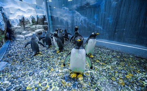 Dubai Aquarium Admission with Animal Encounters Options