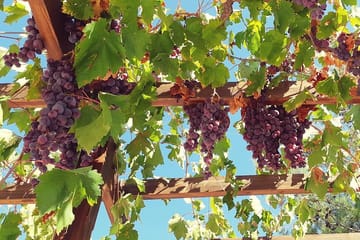 Troodos Vino Venture: Wine Tasting and Village Tour from Larnaca
