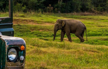 Ceylon Eco & Safari Tour