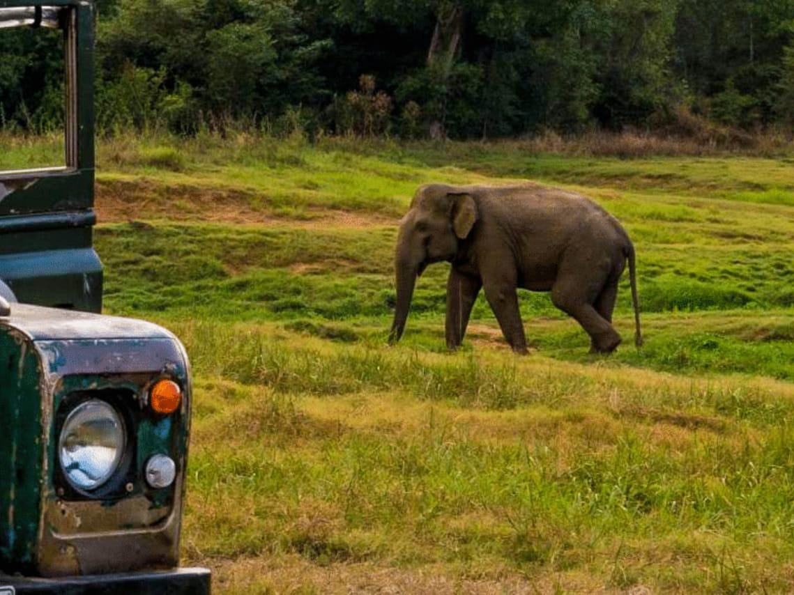 Ceylon Eco & Safari Tour 2