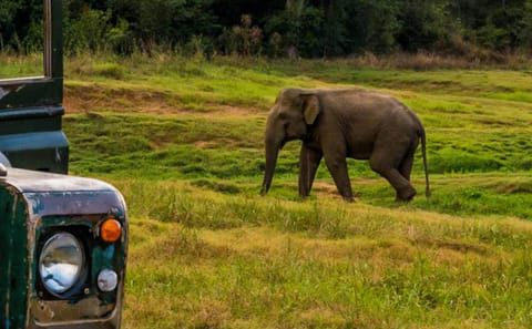Eco Safari Adventure Tour in Colombo, Sri Lanka