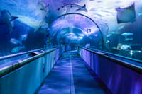 Go San Francisco All-Inclusive Pass 4