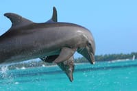 Key West Dolphin Watching and Snorkeling with Beer and Wine from Miami 10