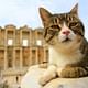 Cat in Ephesus