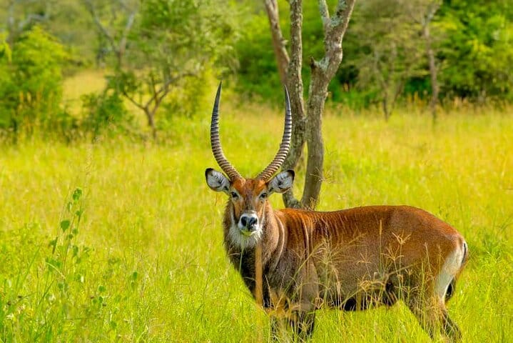 3 Days Queen Elizabeth Wildlife Safari