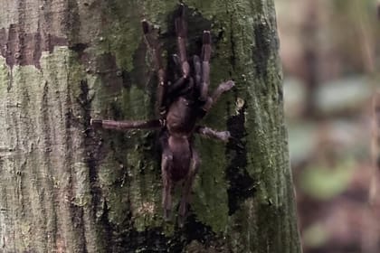 2 Days Tour in Cat Tien National Park