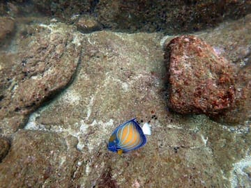 Scuba Diving Tour in Mirissa, Sri Lanka