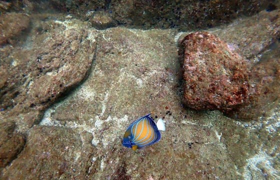 Scuba Diving in Mirissa