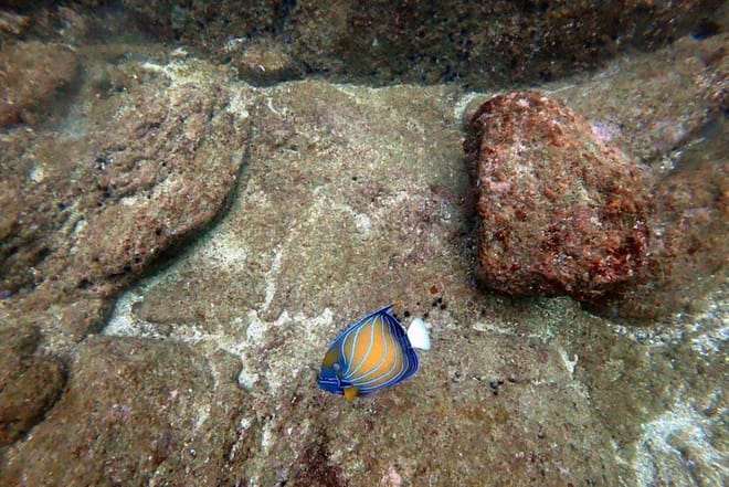 Scuba Diving in Mirissa 2