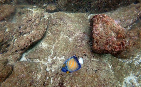Scuba Diving Adventure in Mirissa, Sri Lanka