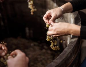 Cinqueterre, Volastra Winery: Wine & Sciacchetrà Tasting