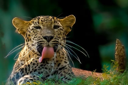 Wilpattu Half Day Safari From Anuradhapura