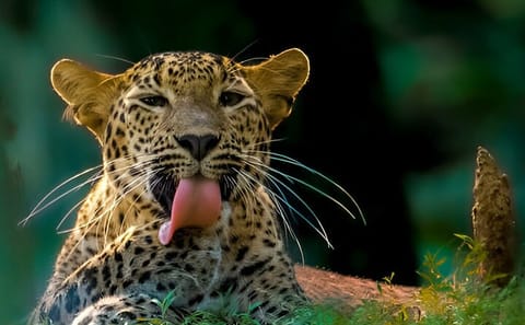 Wilpattu National Park Half Day Safari from Anuradhapura