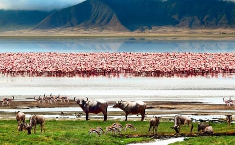 Game Drive Tour to Ngorongoro Crater from Arusha
