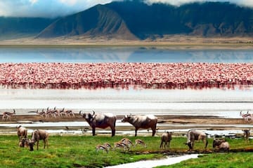 Game Drive Tour to Ngorongoro Crater from Arusha