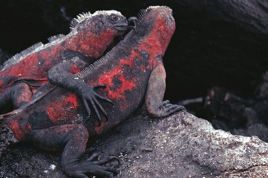 9-Day Colonial Quito & Galapagos Island Hopping